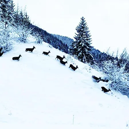 ⁂⁂ Le Pres Au Cerf Cledicihome 2 Steps From The Lispach // Private Toboggan Run! Snowshoe Departure ⁂⁂