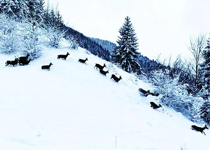 ⁂⁂ Le Pres Au Cerf Cledicihome 2 Steps From The Lispach // Private Toboggan Run! Snowshoe Departure ⁂⁂